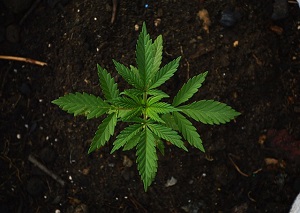 Growth Stocks:  Aphria soars on marijuana sales, Shoppers deal