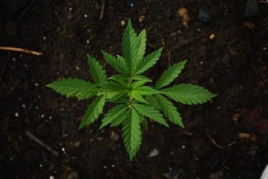 Canada’s new marijuana laws don’t make Canadian Marijuana stocks a ‘buy’