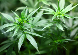 Growth Stocks: Do Canadian marijuana stocks belong in your portfolio?